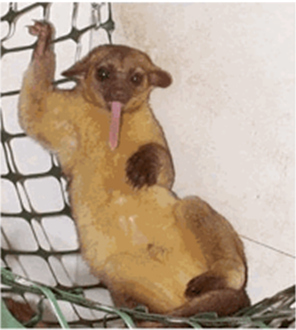 image of a kinkajou