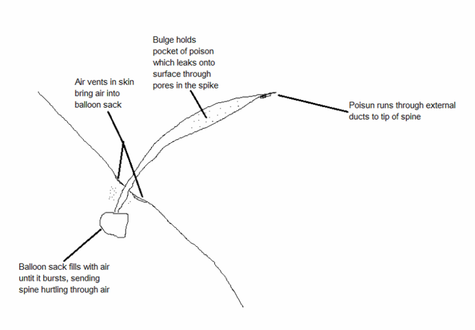 diagram of a porkypine spine (fig. 1)