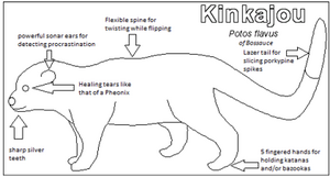 Kinkajou diagram.png